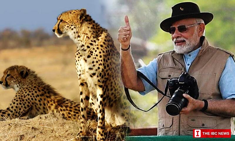 Cheetahs india narendra modi