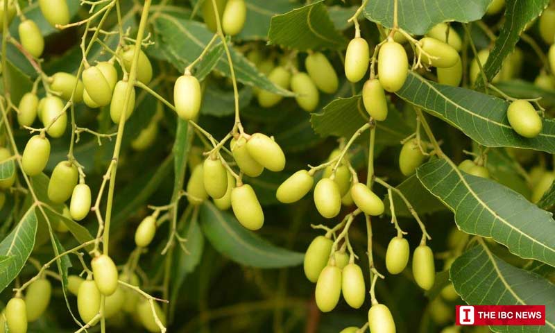 neem-tree-images