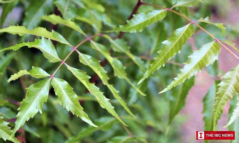 Neem tree benefits